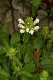 Prunella grandiflora 'White Loveliness' RCP6-06 037.jpg